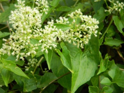 小花蔓澤蘭花近照